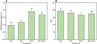 Single and composite damage mechanisms of soil polyethylene/polyvinyl chloride microplastics to the photosynthetic performance of soybean (Glycine max [L.] merr.)